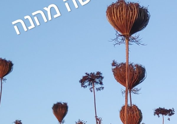 חופשה נעימה